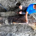 Colossal dinosaur bone find in France thrills scientists