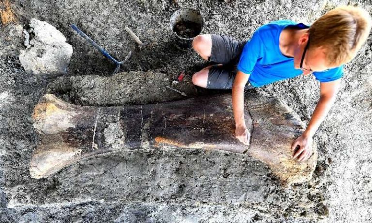 Colossal dinosaur bone find in France thrills scientists